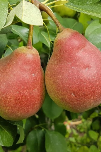 Груша звичайна Улюблениця Клаппа |  Pyrus communis Clapp’s Favourite | Груша обыкновенная Любимица Клаппа